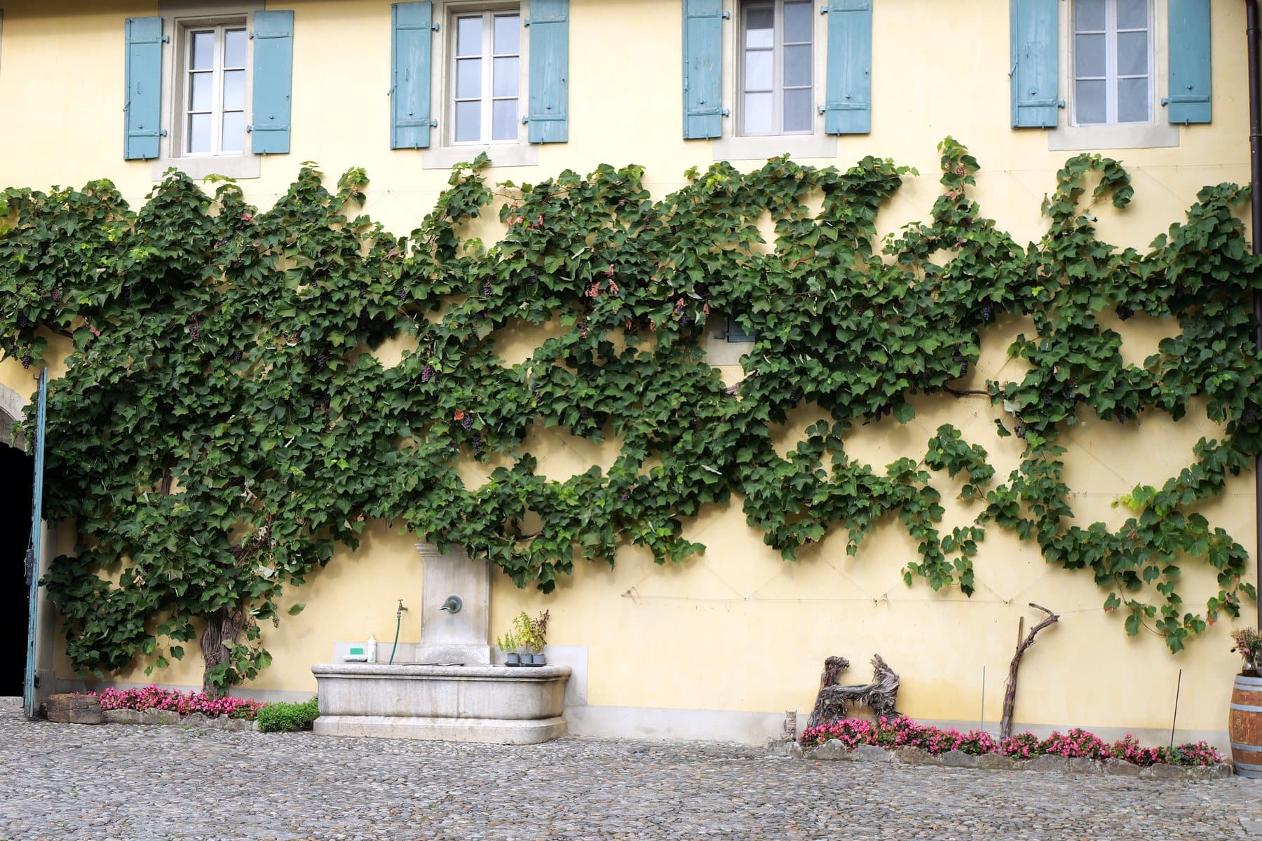 La cour pavée du Château de Vinzel, sa façade jaune couverte de vigne et ses volets verts.