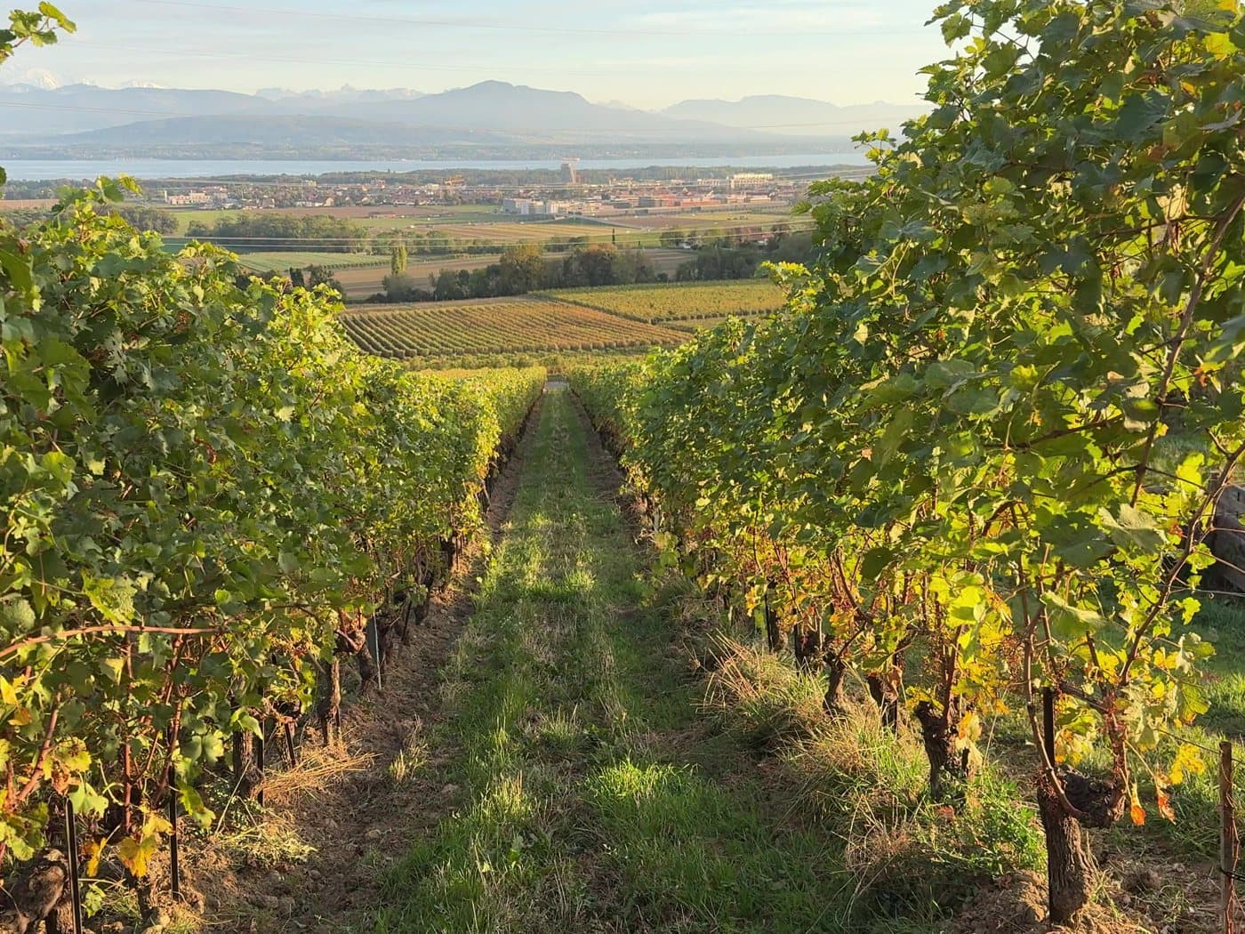 Un rang de vigne doré par la lumière d'automne, avec le Léman et les Alpes au fond.