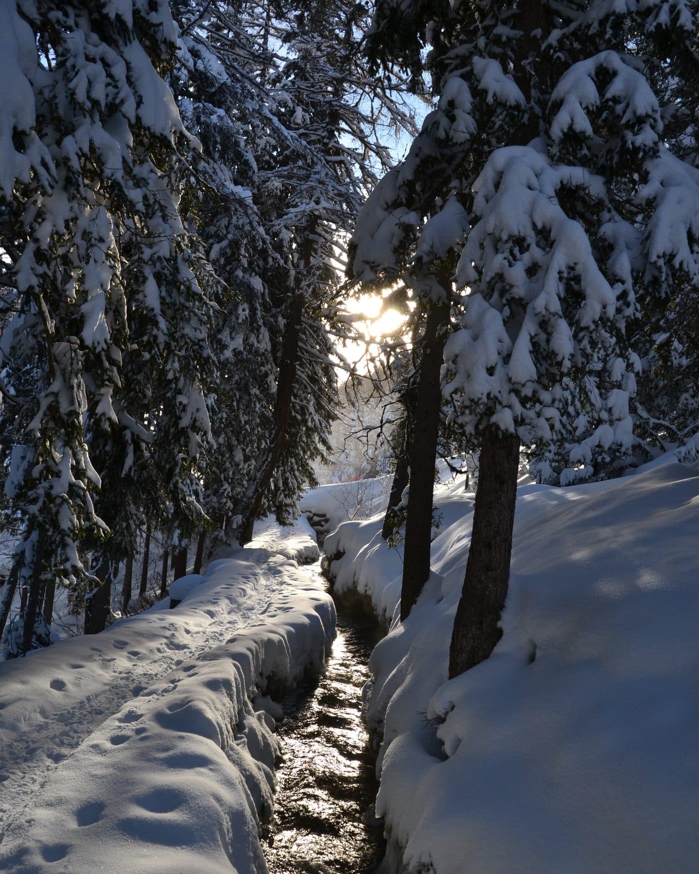 Le bisse de Champex coule entre deux murs de neige, dans la forêt de sapins, au soleil d'hiver.