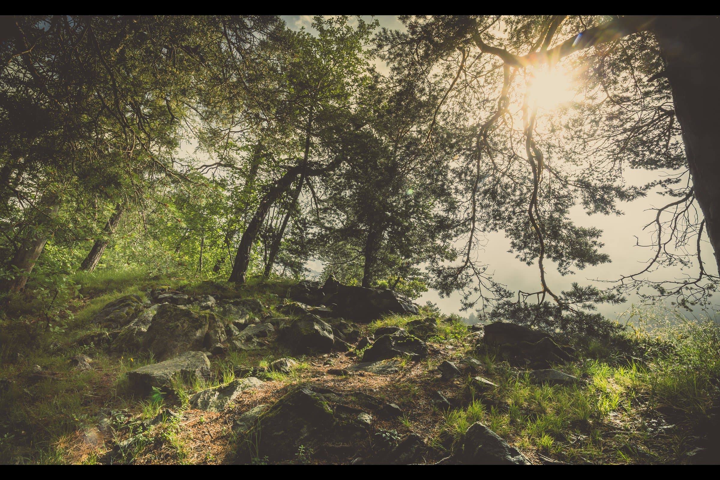 Le soleil à travers les pins du bois de Finges, au-dessus d'un sentier de rochers et de mousse.