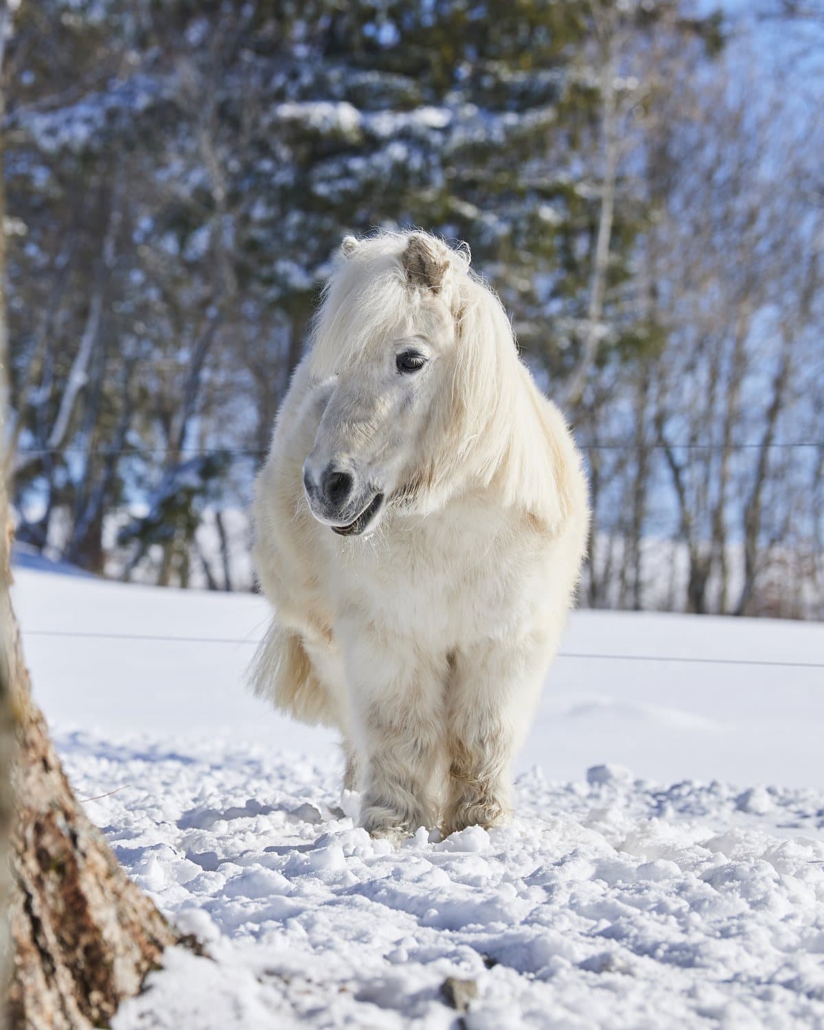 Un poney blanc dans la neige, au Roselet.