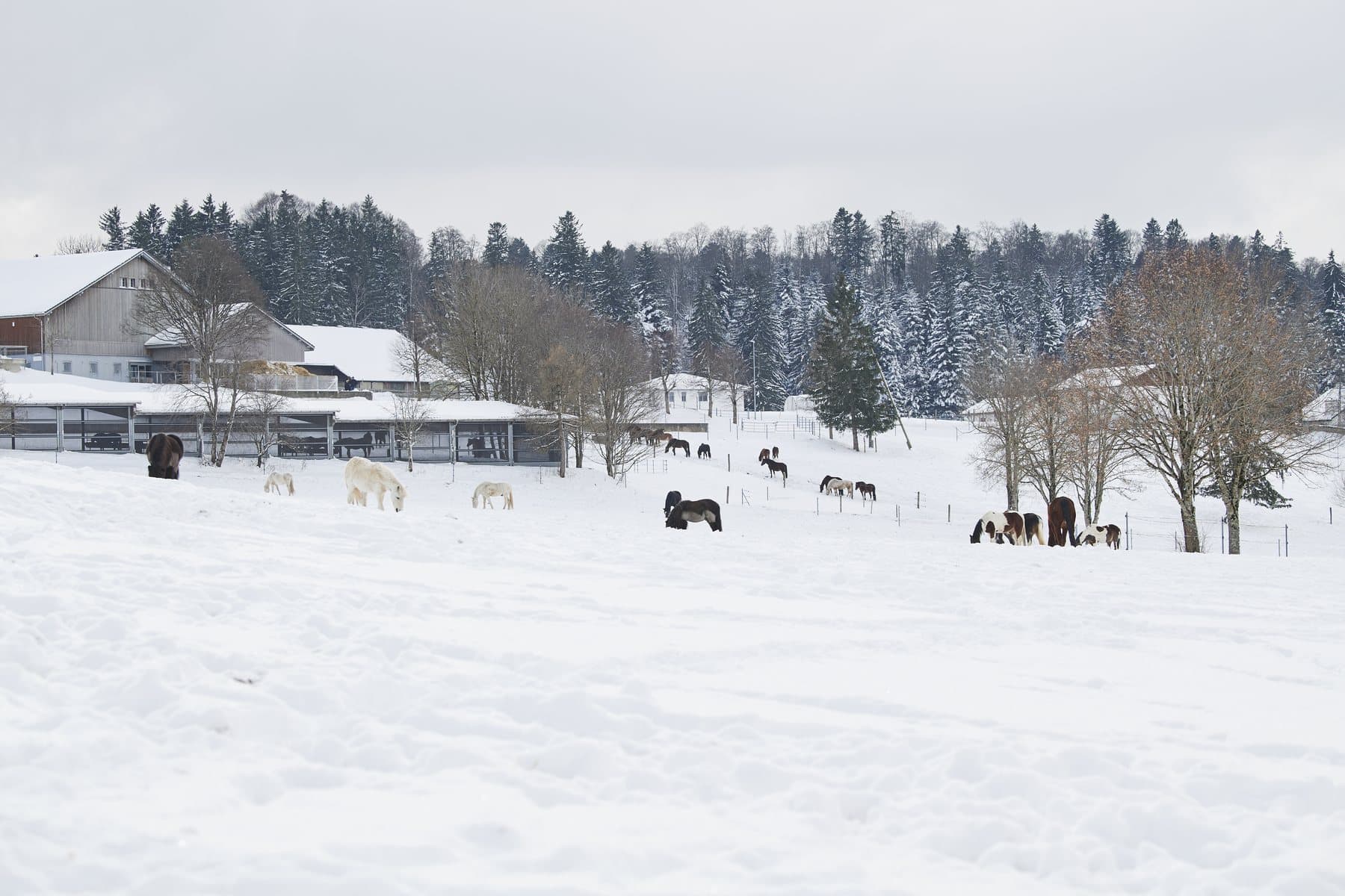 Le Roselet en hiver, les chevaux dans le pâturage enneigé devant la ferme.