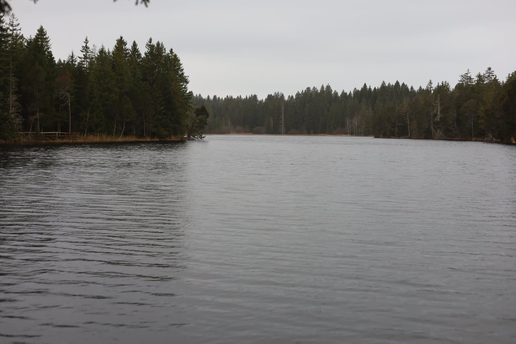 L'étang de la Gruère en janvier, l'eau sombre et les sapins.
