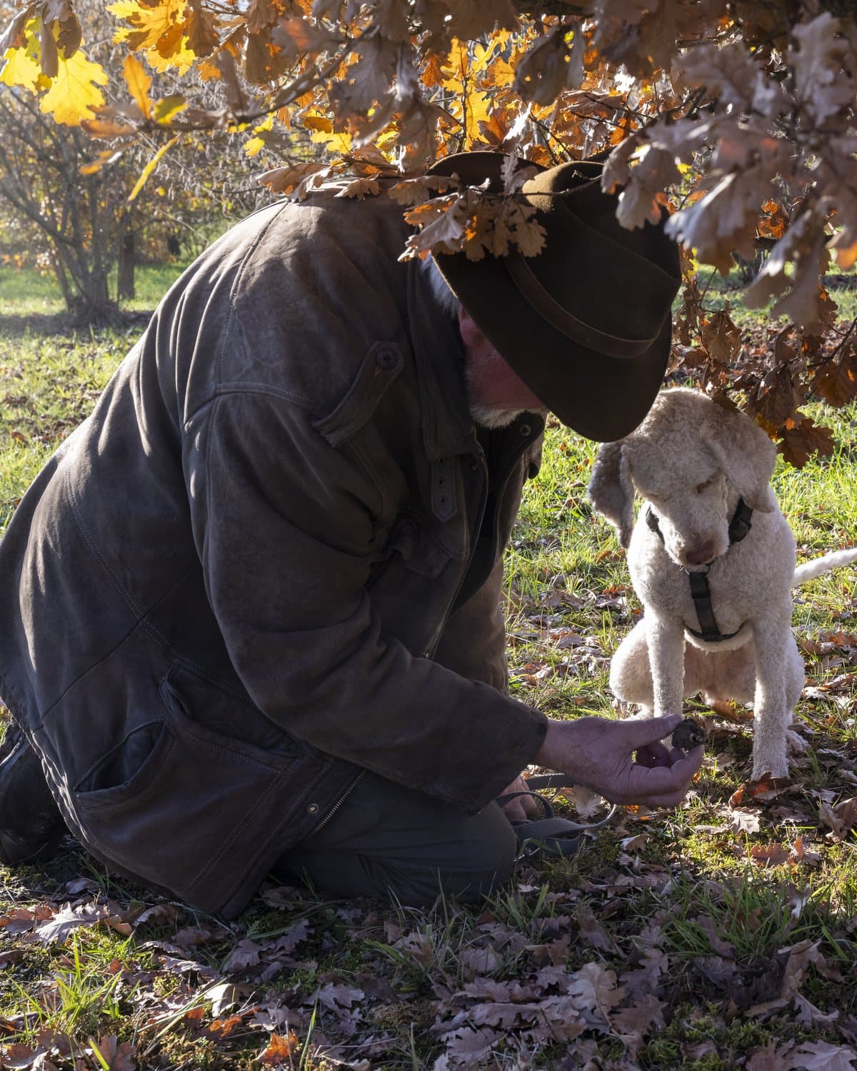 Un trufficulteur et son chien au pied d'un arbre, pendant le cavage.